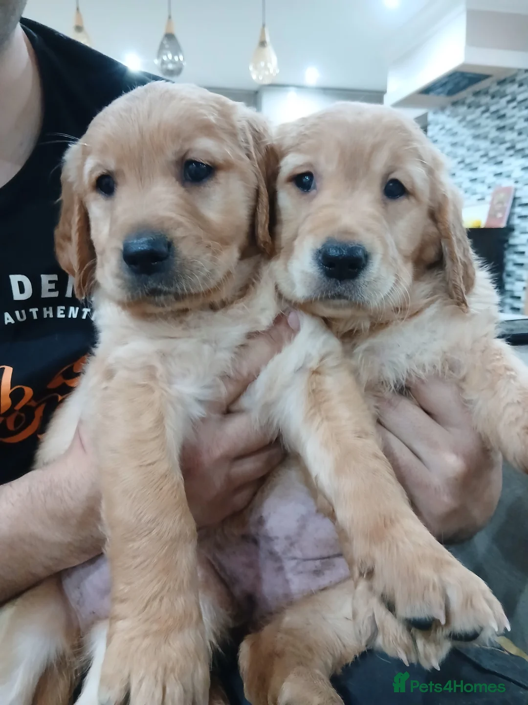 Golden Retriever dogs for sale: Chunky KC registered golden retrievers  - Advert 3