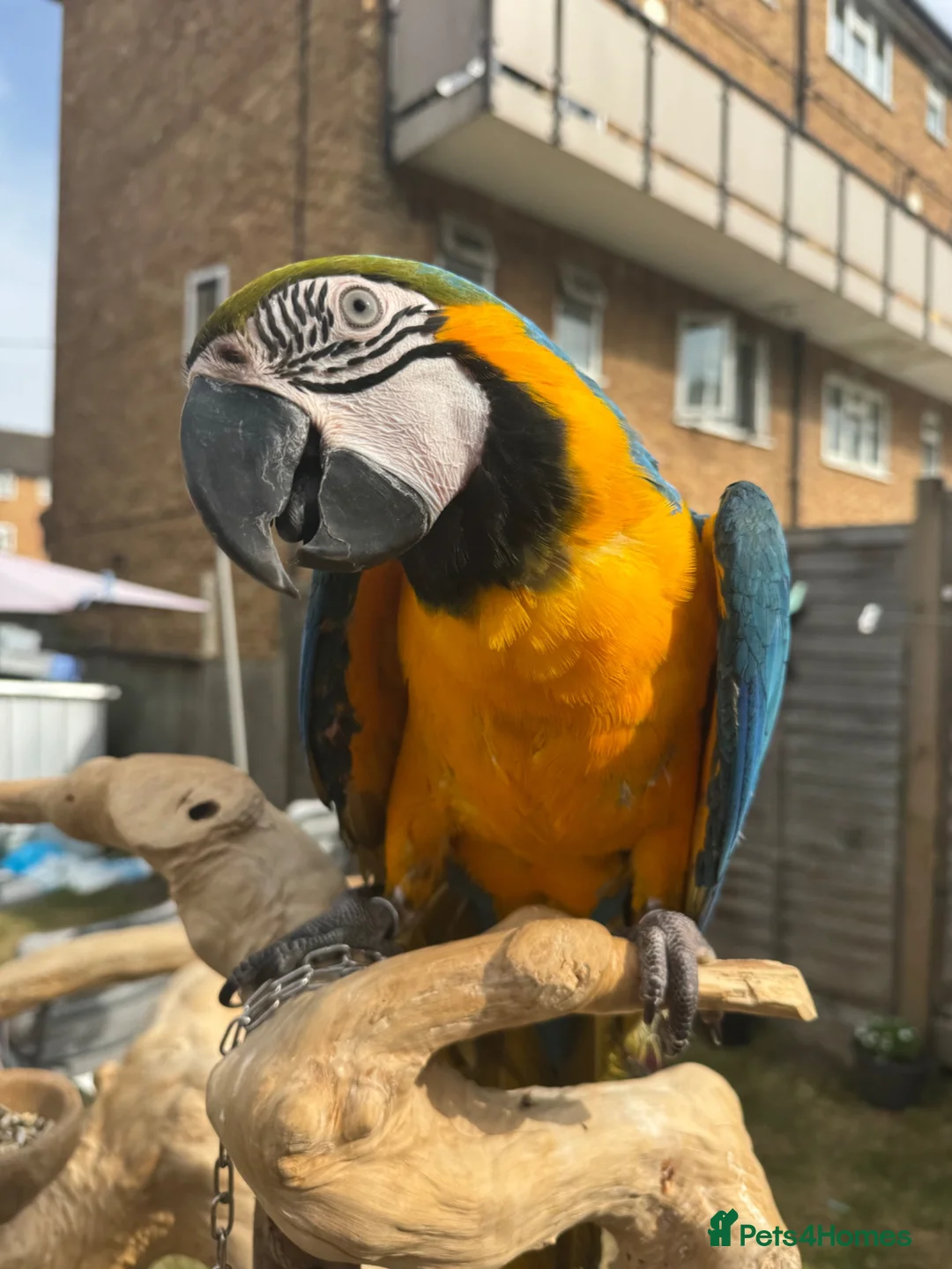 Macaws birds for sale: Blue and gold macaw  in Hertford - Advert 2