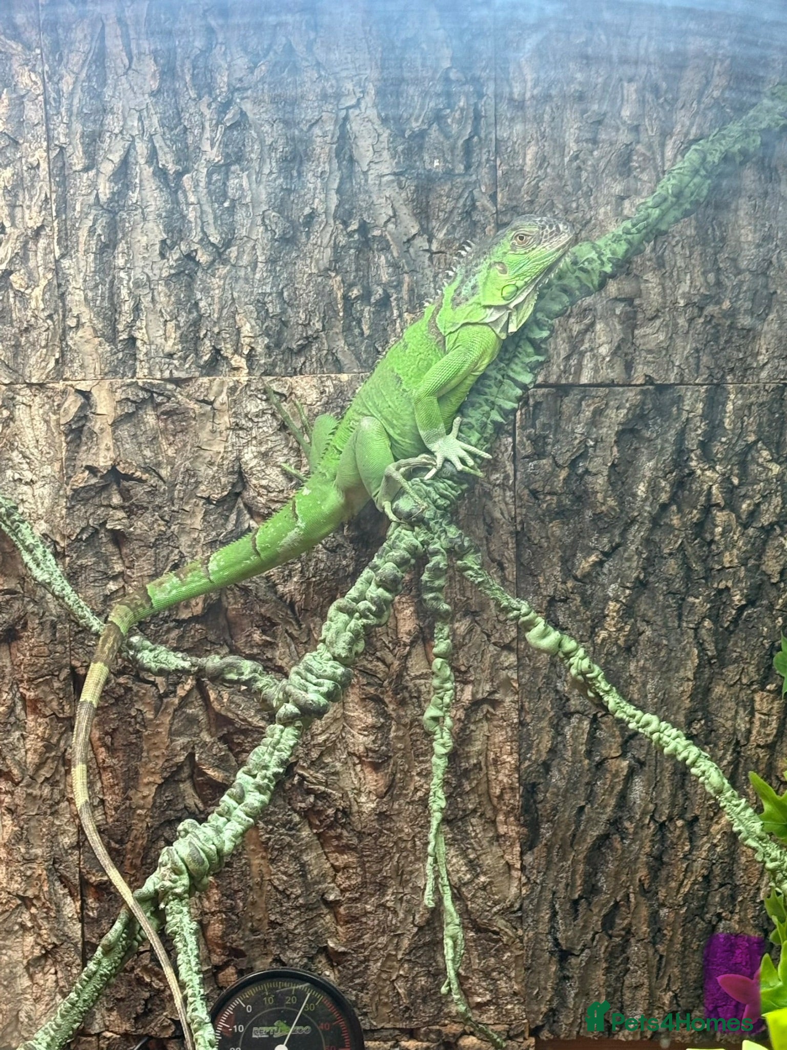 Iguana reptiles Female green iguana  - Advert 13