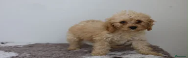 Cavapoo Puppy 2