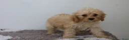 Cavapoo dogs for sale: Cavapoo Puppies  - Advert 21
