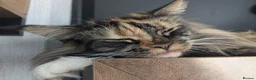 Maine Coon cats for sale: New home for Bonnie  - Advert 5