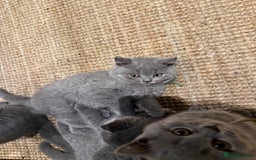 British Shorthair cats for sale: GCCF British Blue Kittens - Ready for  **   **  - Image 5