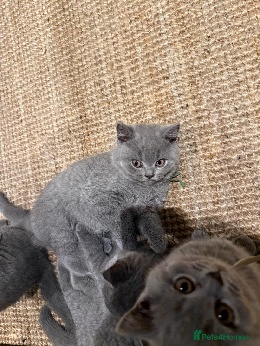 British Shorthair cats for sale: GCCF British Blue Kittens - Ready for  **   **  - Image 5