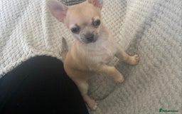 Chihuahua dogs for sale: Tiny chihuahua boy - Image 5