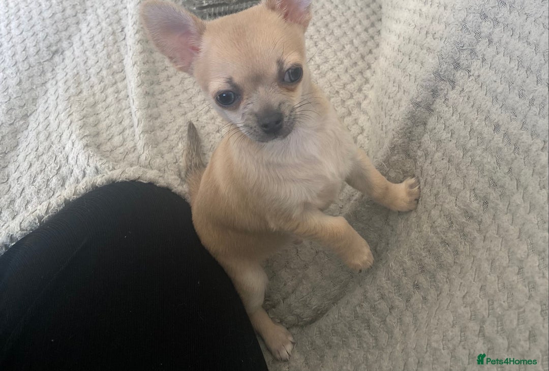 Chihuahua dogs for sale: Tiny chihuahua boy - Image 5