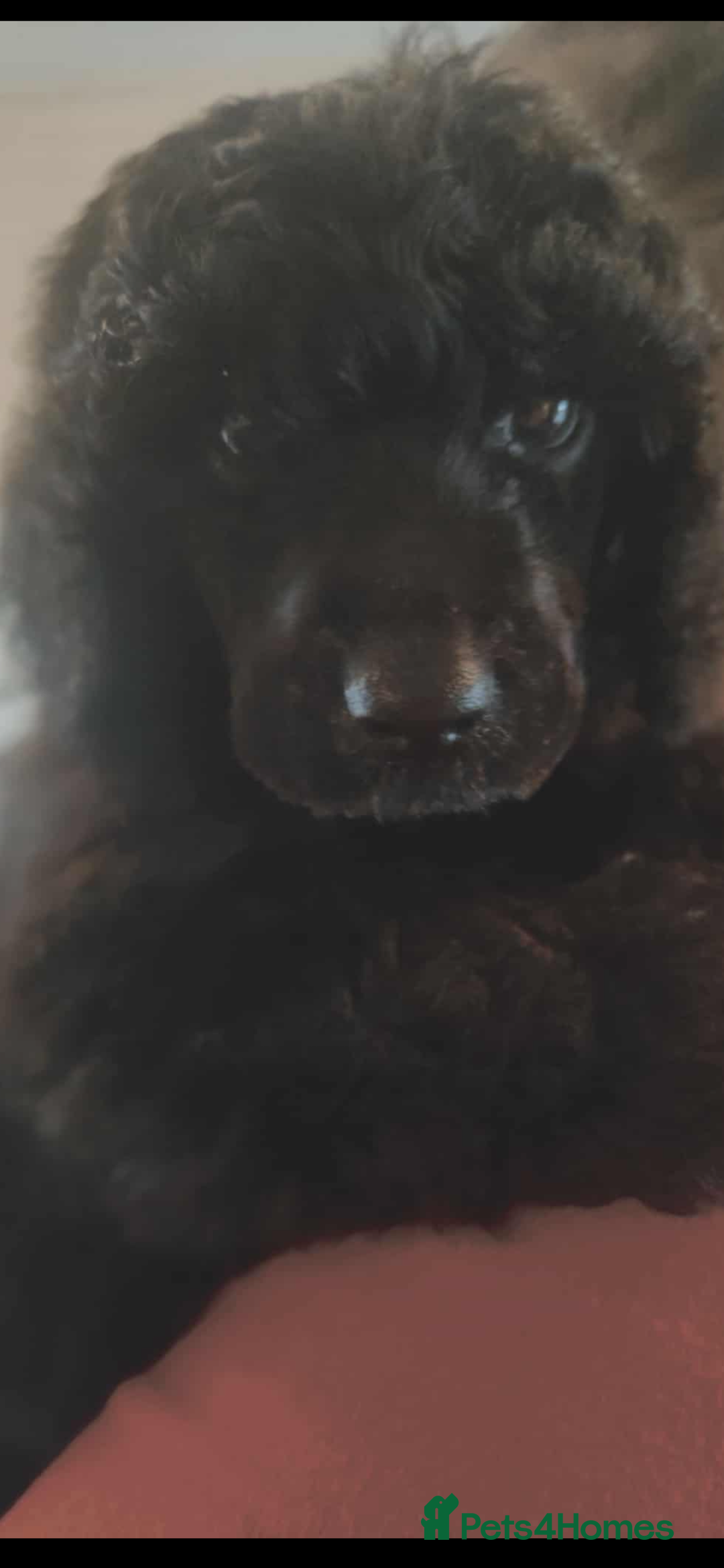 Shihpoo dogs for sale: Standard poodle x shihpoo - Image 25