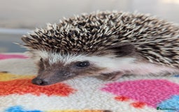 Pygmy Hedgehog rodents for sale: Beautiful Friendly Baby Hoglets. Reduced!!! - Image 4