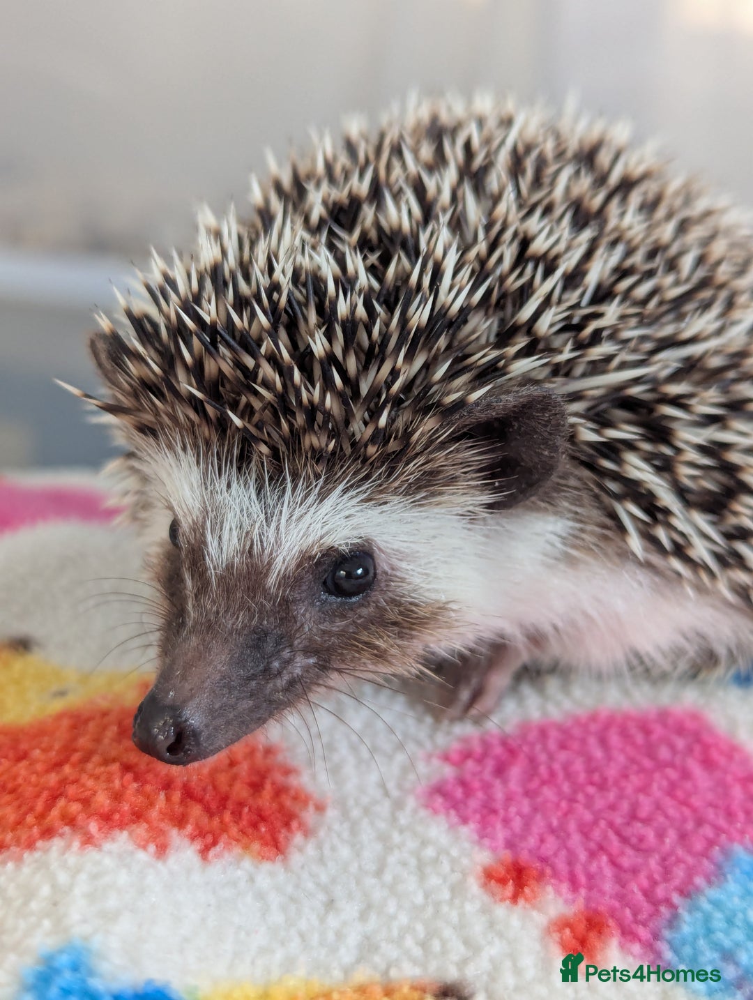 Pygmy Hedgehog rodents for sale: Beautiful Friendly Baby Hoglets. Reduced!!! - Image 4