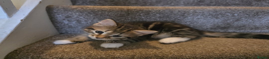 Mixed Breed Kitten 3