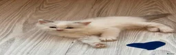 Ragdoll cats for sale: 5 Adorable male Ragdoll kittens for sale - Advert 8