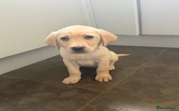 Labrador Retriever dogs for sale: Golden Labrador puppy’s  - Image 9