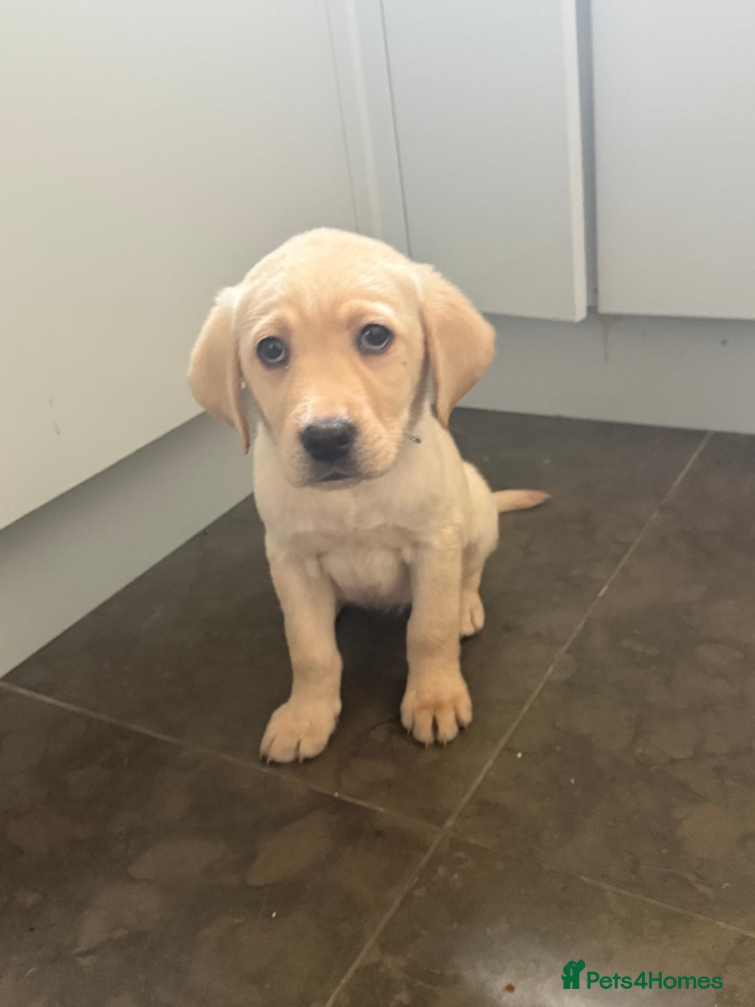 Labrador Retriever dogs for sale: Golden Labrador puppy’s  - Image 9