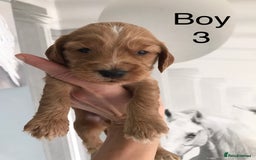 Labradoodle dogs for sale: Miniature Australian Labradoodles - Image 8