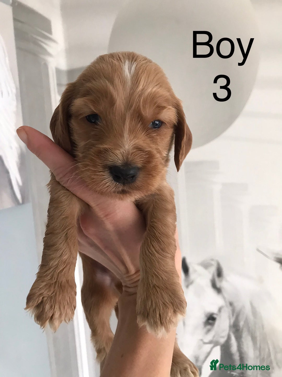 Labradoodle dogs for sale: Miniature Australian Labradoodles - Image 8