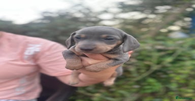 Dachshund dogs - Advert 8