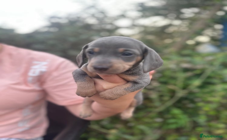 Dachshund dogs - Advert 1