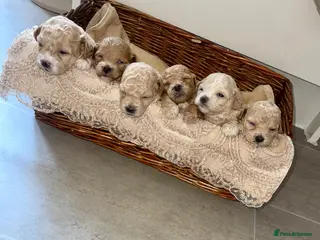 Maltipoo dogs Tiny toy teddy faced Maltipoo puppies - Advert 3