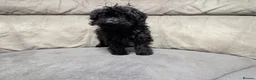 Cockapoo dogs for sale: 🐶 Black Girl (Tiny) 🐶 - Advert 5