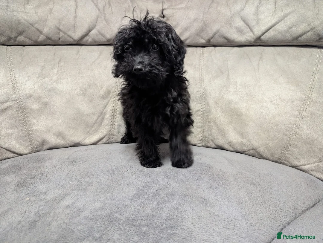 Cockapoo dogs for sale: 🐶 Black Girl (Tiny) 🐶 - Advert 5