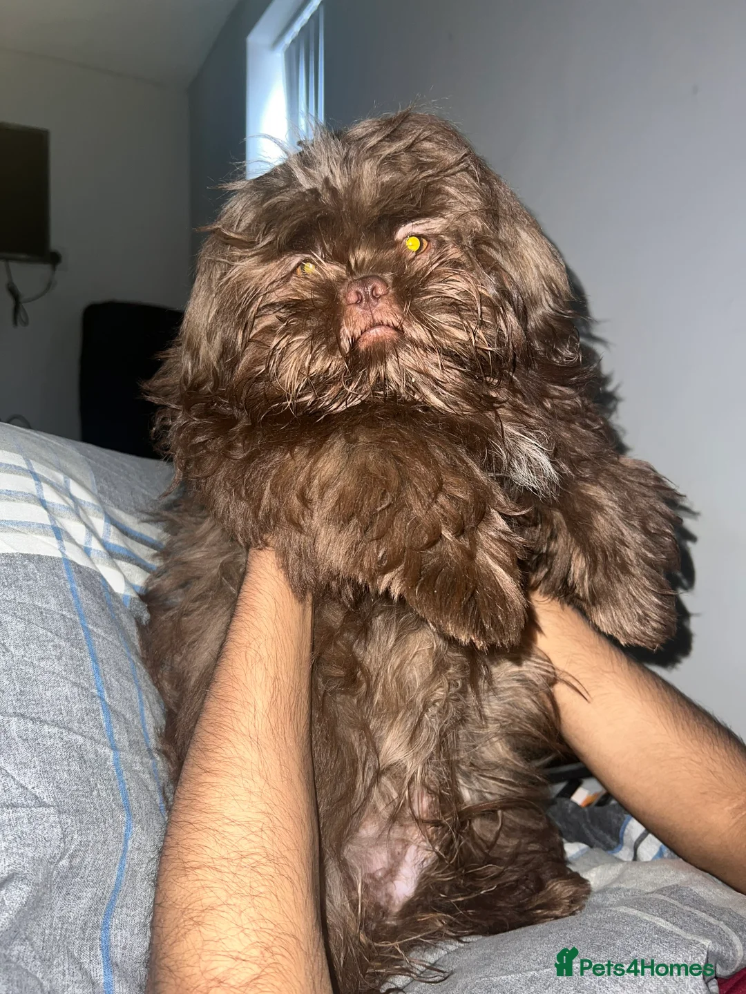 Shih Tzu dogs for stud: KC registered proven imperial Shih Tzu for stud  in Leicester - Advert 4