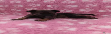 Female Light Pink