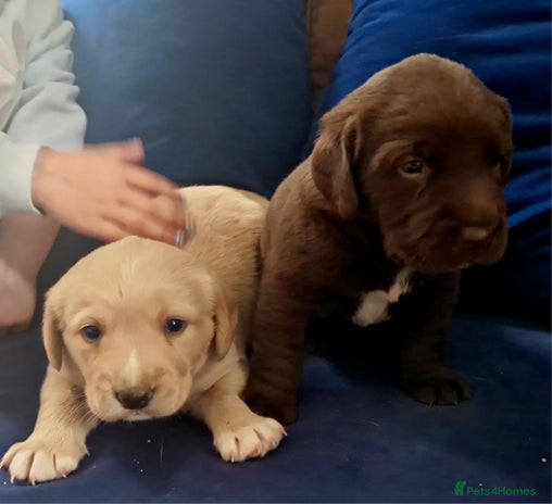 Mixed Breed dogs - Advert 4