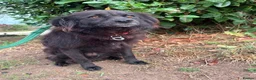 Mixed Breed dogs for adoption: Pippa - Norwich Norfolk  - Advert 9