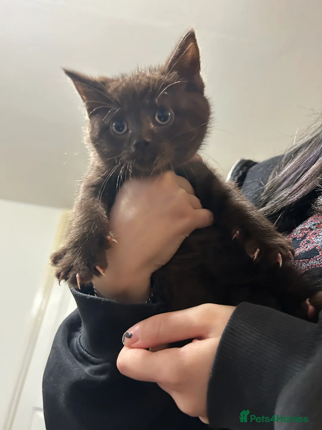 Mixed Breed cats for sale: British shorthair cross  - Advert 3