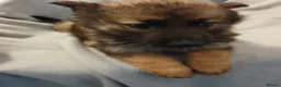 German Shepherd dogs for sale: German Sheperd Puppies in Lincoln - Advert 8