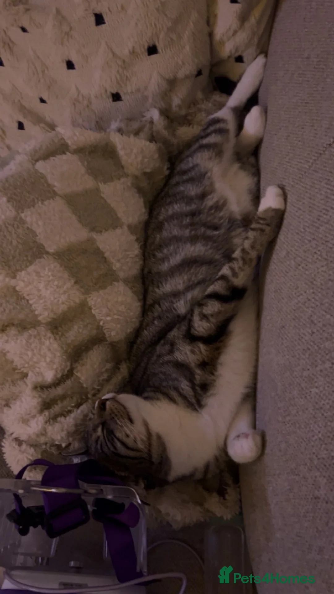 Domestic Shorthair cats for sale: Beautiful female cat. Free to a loving home. in Scunthorpe - Advert 2