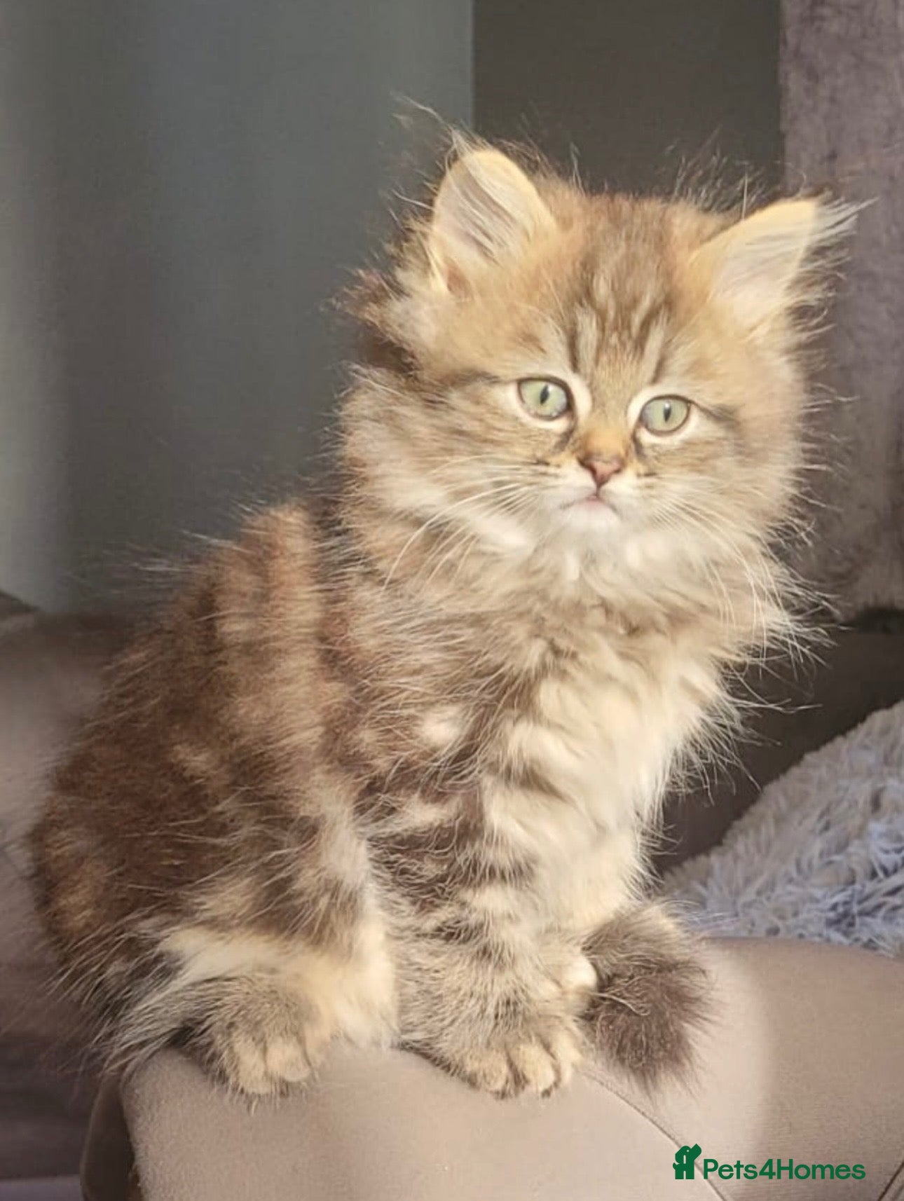 Perdoll cats Persian X - Advert 4