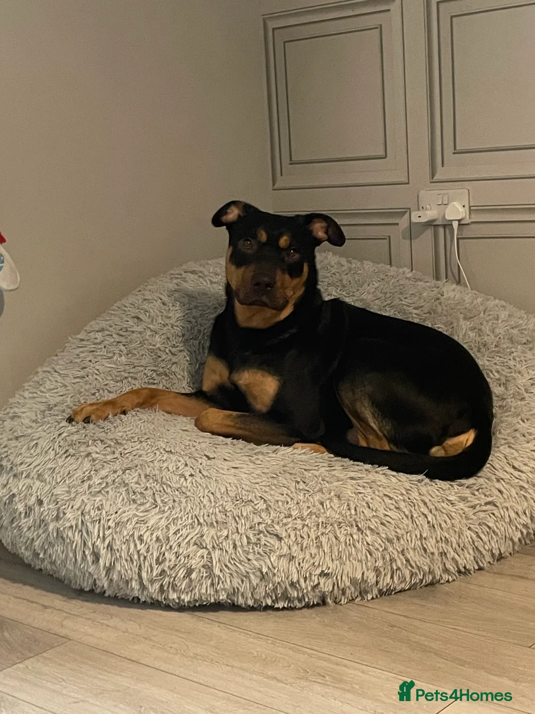 Mixed Breed dogs for sale: 2 year old male German shepherd cross Rottweiler  - Advert 4