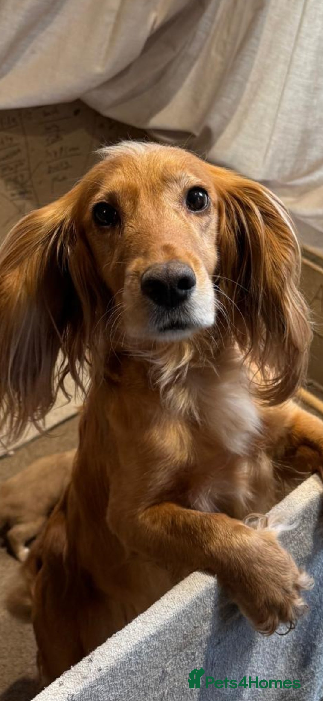 Cocker Spaniel dogs for sale: Golden working Cocker spaniels - Advert 9