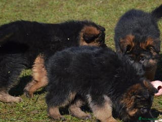 German Shepherd dogs 💥Champion🩸line KC Reg GermanShepherd puppy’s GSD - Advert 12