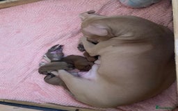 Staffordshire Bull Terrier dogs for sale: Beautiful Staffordshire bull terrier puppys. 🐾 - Image 2