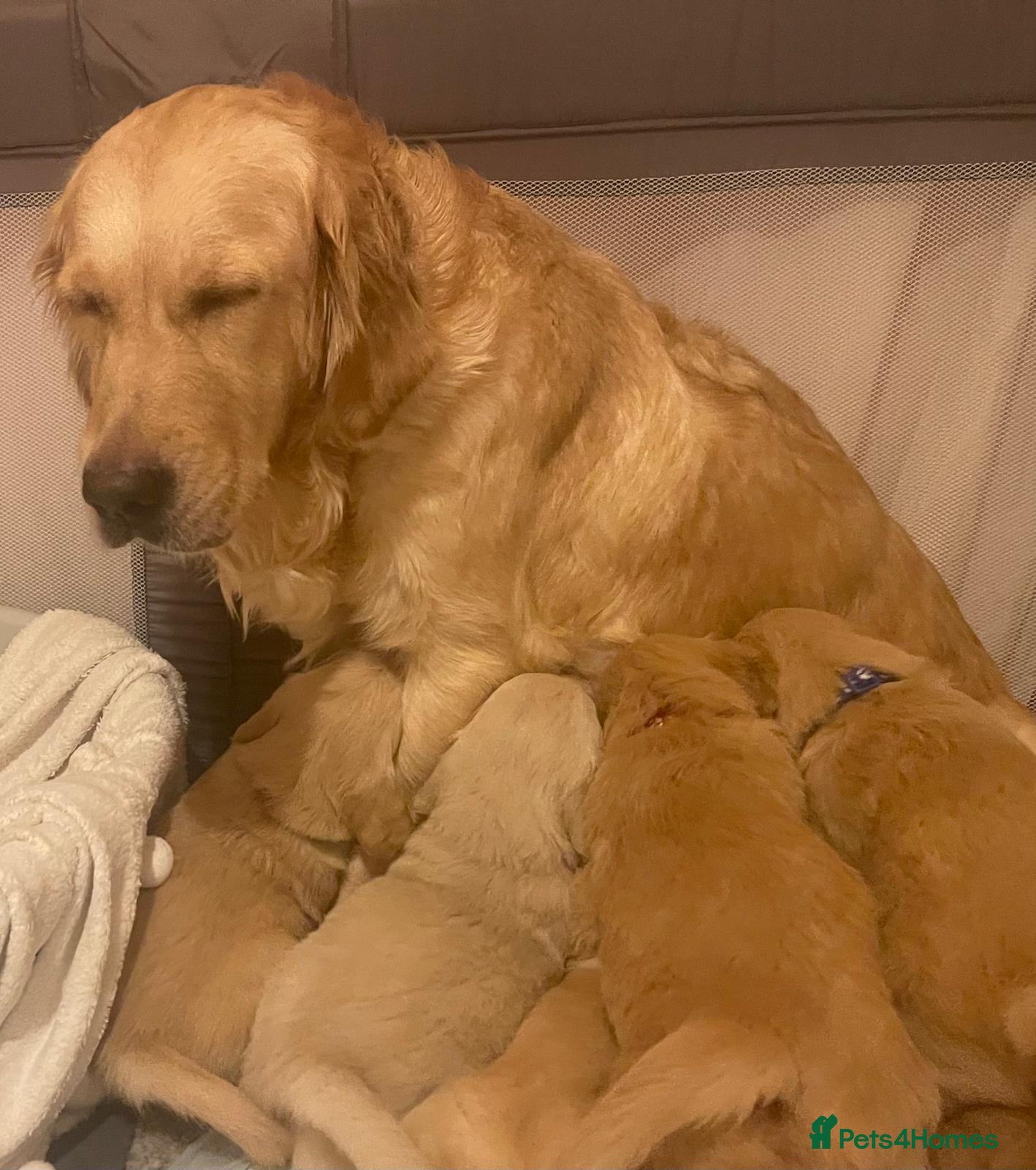 Golden Retriever dogs The incredible five! - Advert 13