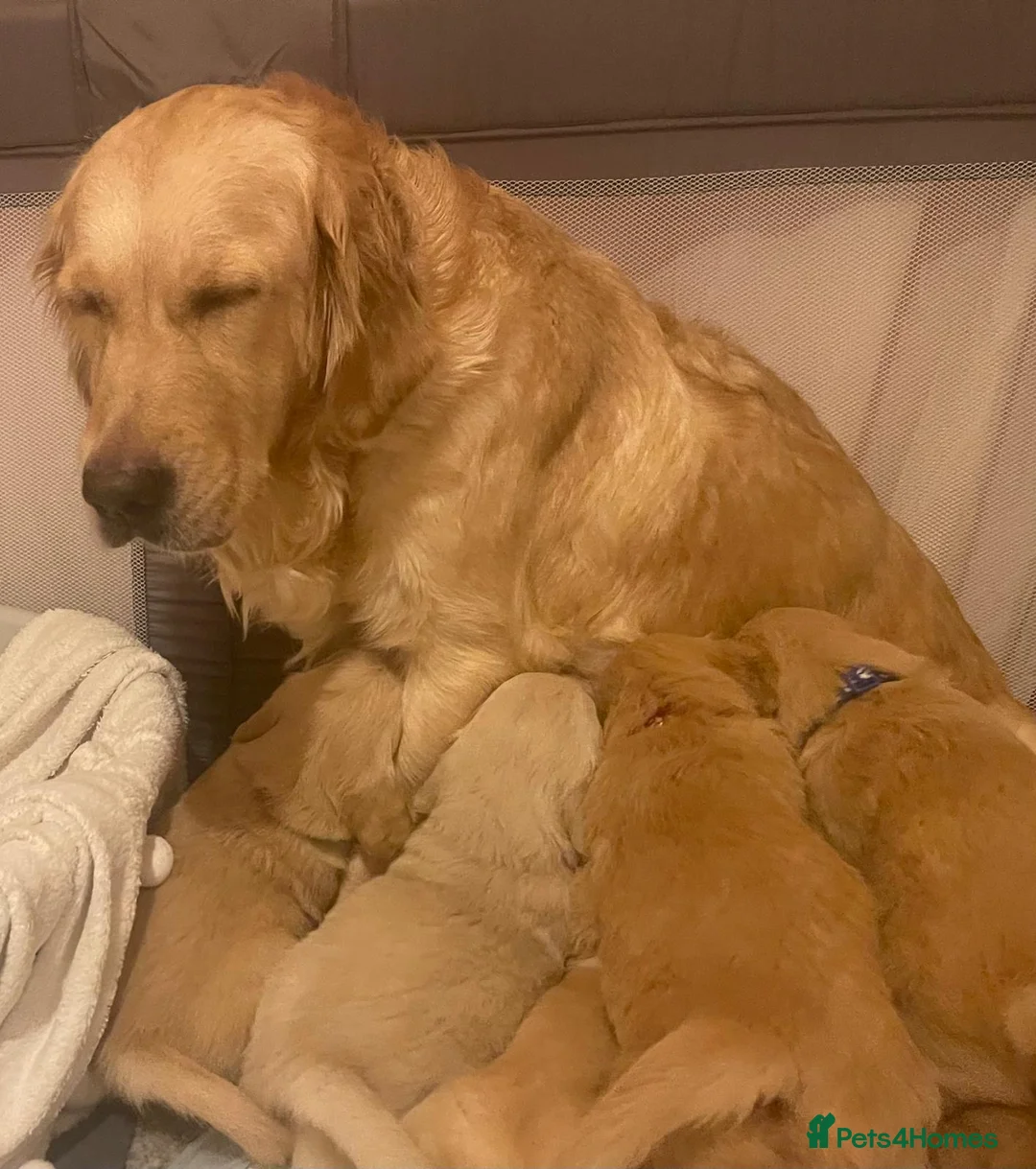 Golden Retriever dogs for sale: The incredible five! - Advert 1
