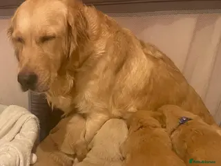 Golden Retriever dogs The incredible five! - Advert 3