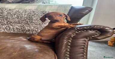 Miniature Dachshund dogs - Advert 1