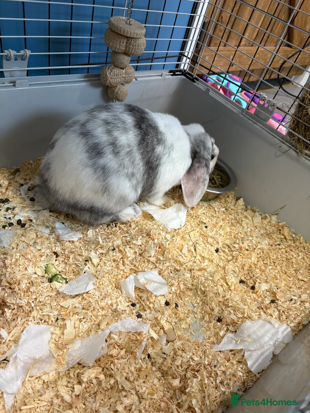 Mixed Breed rabbits for sale: Mini lop cross male rabbit - Advert 3
