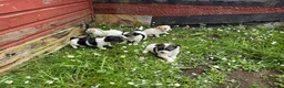 Jack Russell dogs for sale: Miniature Jack russells puppies in Glasgow - Advert 2