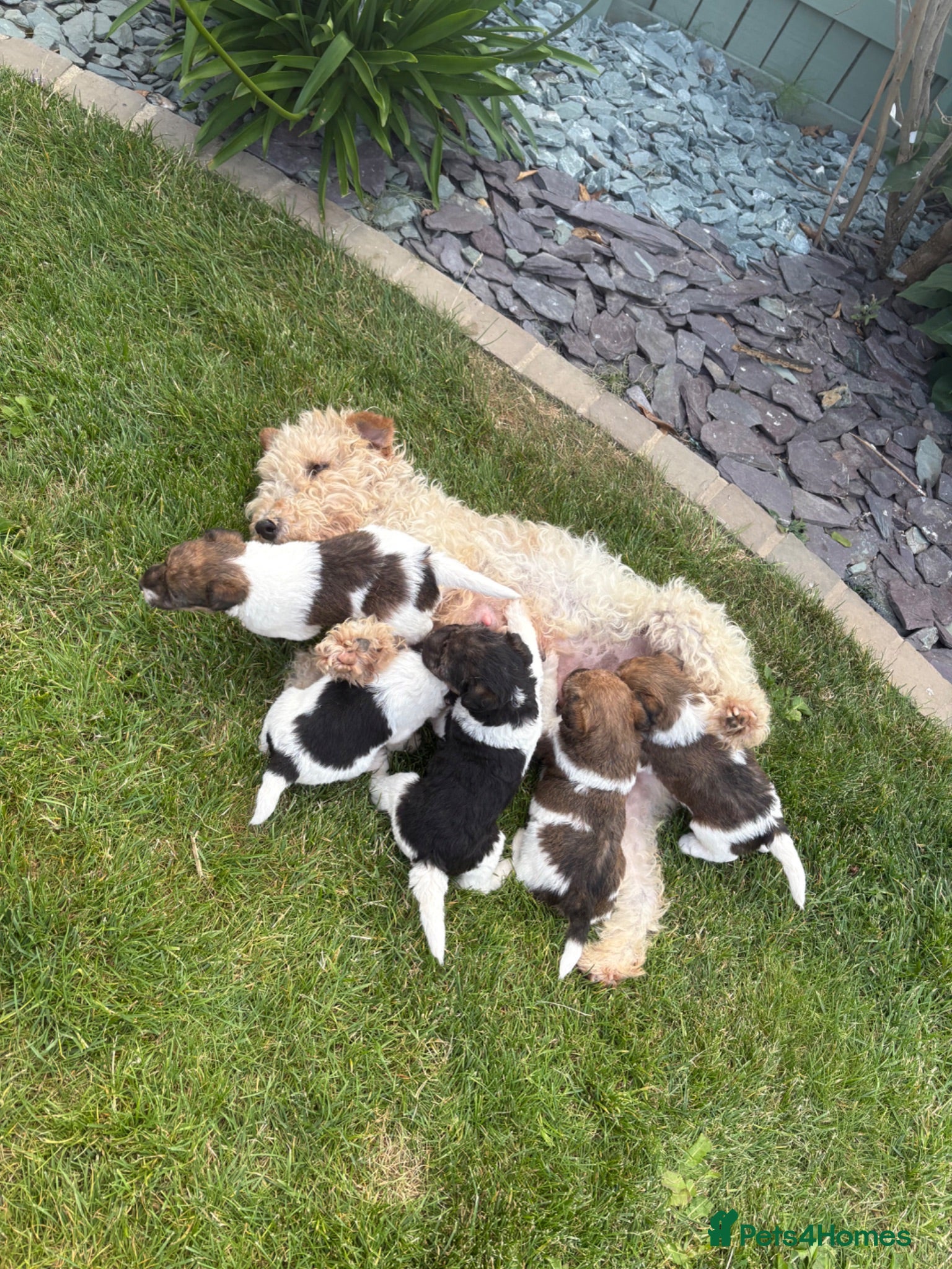 Fox Terrier dogs Fox terrier puppies kc registered  - Advert 1
