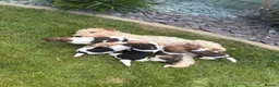 Fox Terrier dogs for sale: Fox terrier puppies kc registered  in Darlington - Advert 1