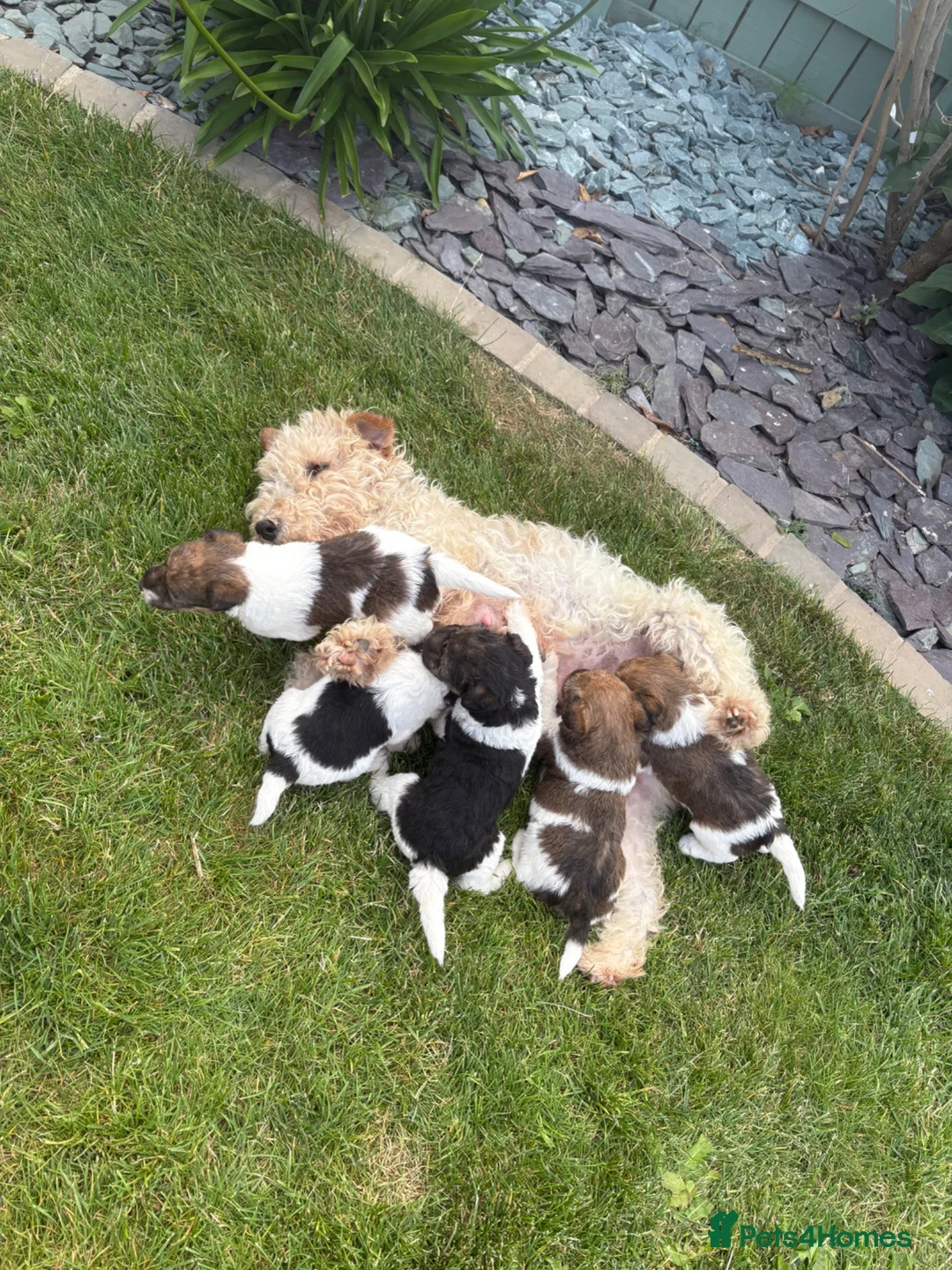 Fox Terrier dogs for sale: Fox terrier puppies kc registered  in Darlington - Advert 1