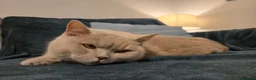British Shorthair cats for sale: Active adult BSH cats  - Advert 9