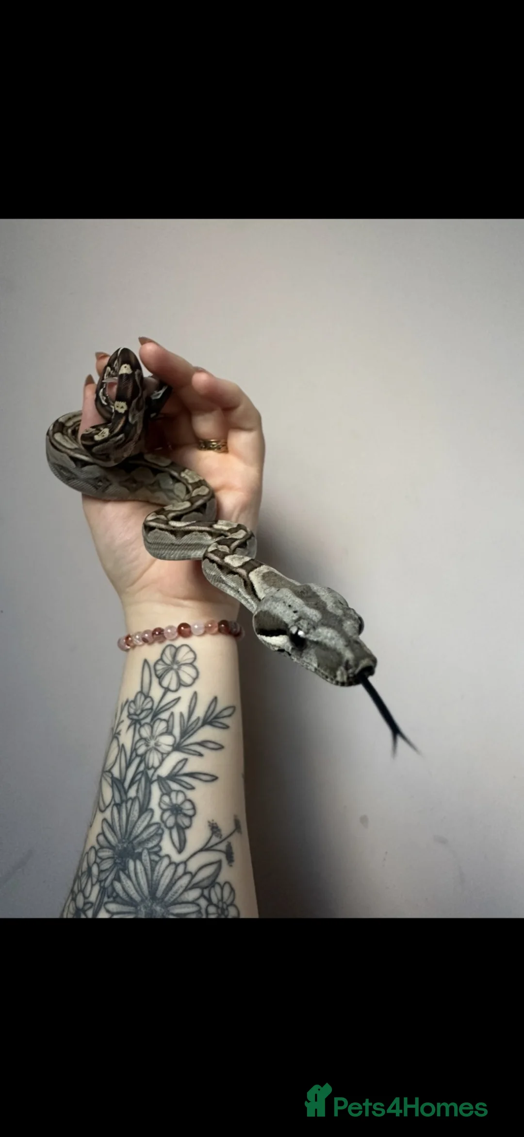 Boa Snake reptiles for sale: Dwarf motley boa  - Advert 1