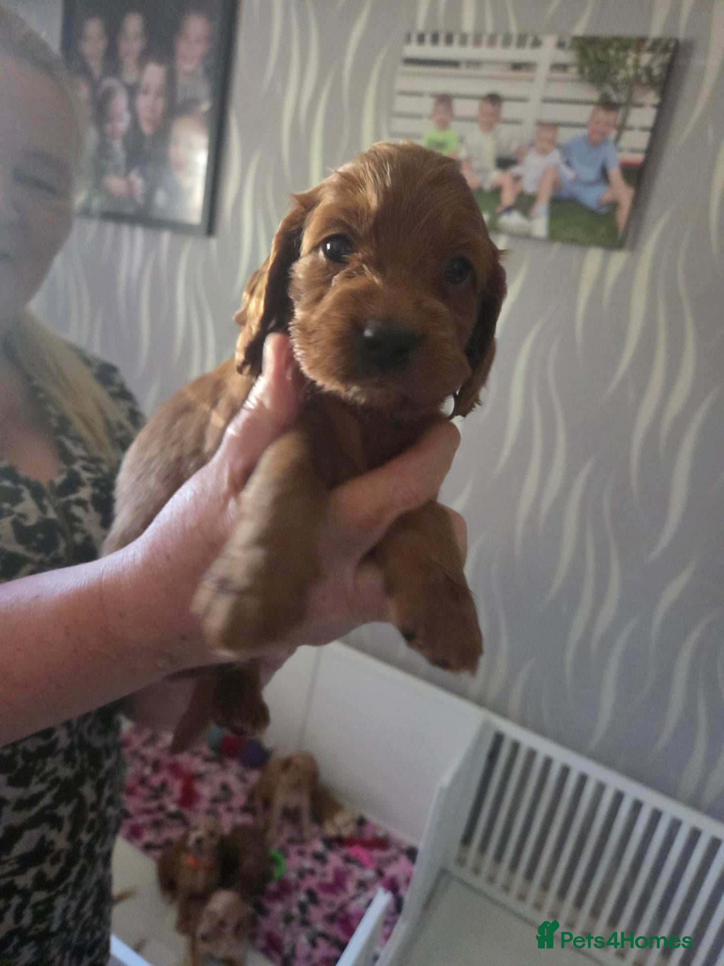 Cockapoo dogs Beautiful cockapoo puppies  - Advert 20