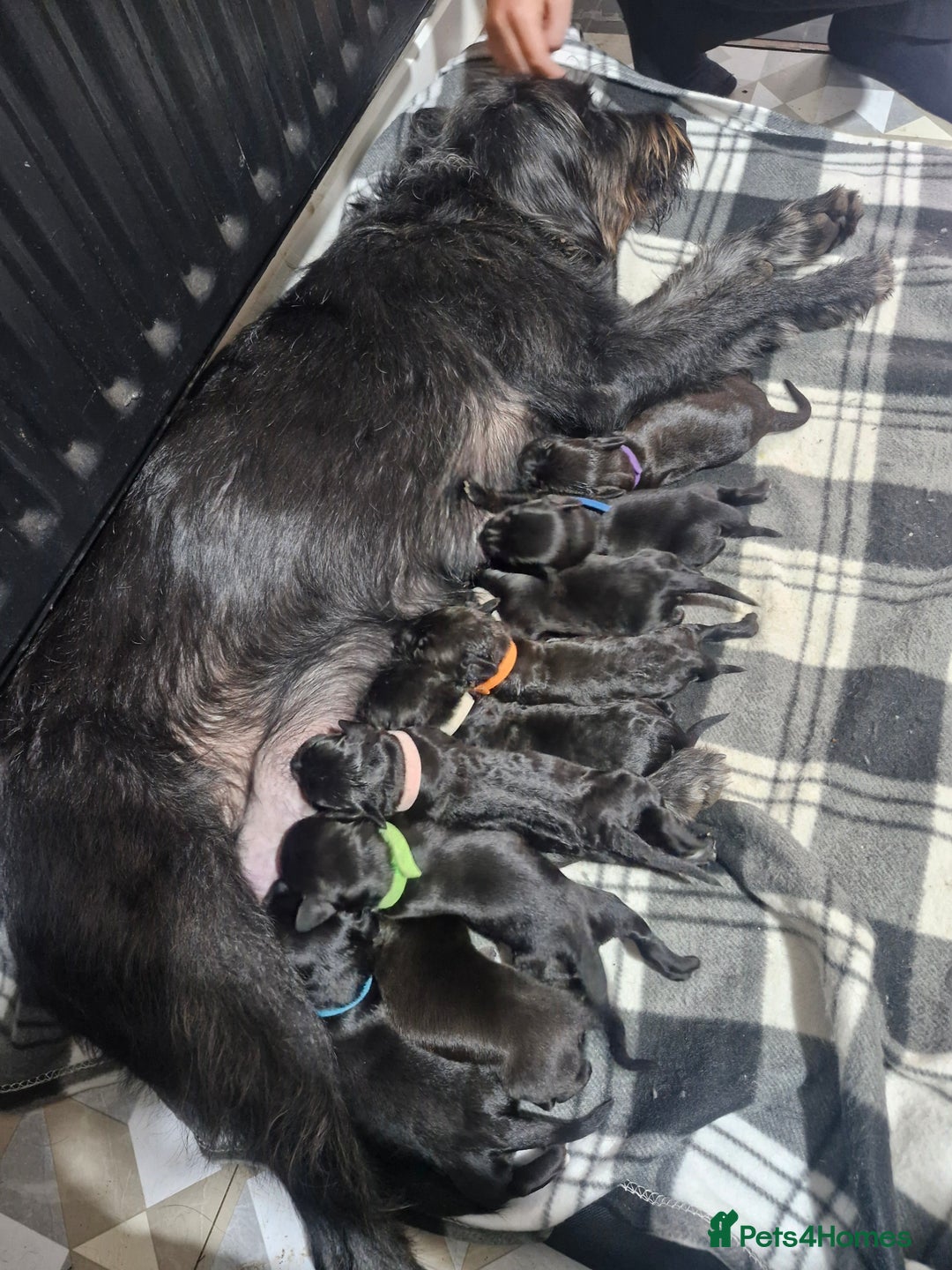 Mixed Breed dogs for sale: Labradoodle x - Image 13