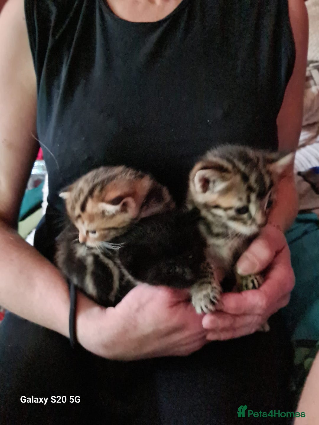 Mixed Breed cats for sale: Stunning kittens  - Image 16